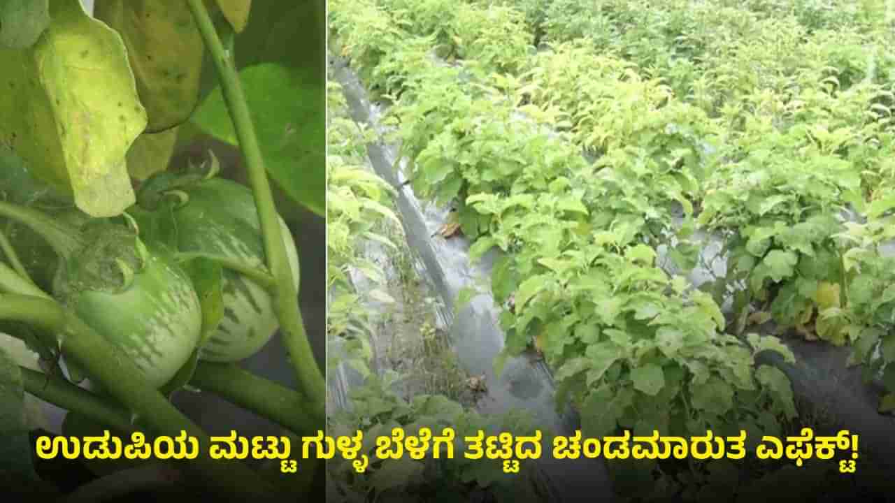 ಜಾಗತಿಕ ಮಾನ್ಯತೆ ಪಡೆದಿರುವ ಉಡುಪಿಯ ಮಟ್ಟು ಗುಳ್ಳ ಬೆಳೆಗೆ ತಟ್ಟಿದ ಚಂಡಮಾರುತ ಎಫೆಕ್ಟ್​​: ರೈತರು ಕಂಗಾಲು
