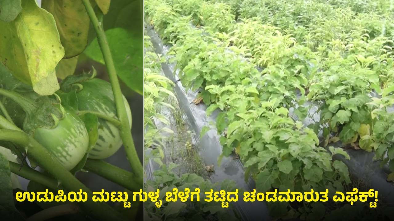 ಜಾಗತಿಕ ಮಾನ್ಯತೆ ಪಡೆದಿರುವ ಉಡುಪಿಯ ಮಟ್ಟು ಗುಳ್ಳ ಬೆಳೆಗೆ ತಟ್ಟಿದ ಚಂಡಮಾರುತ ಎಫೆಕ್ಟ್​​: ರೈತರು ಕಂಗಾಲು