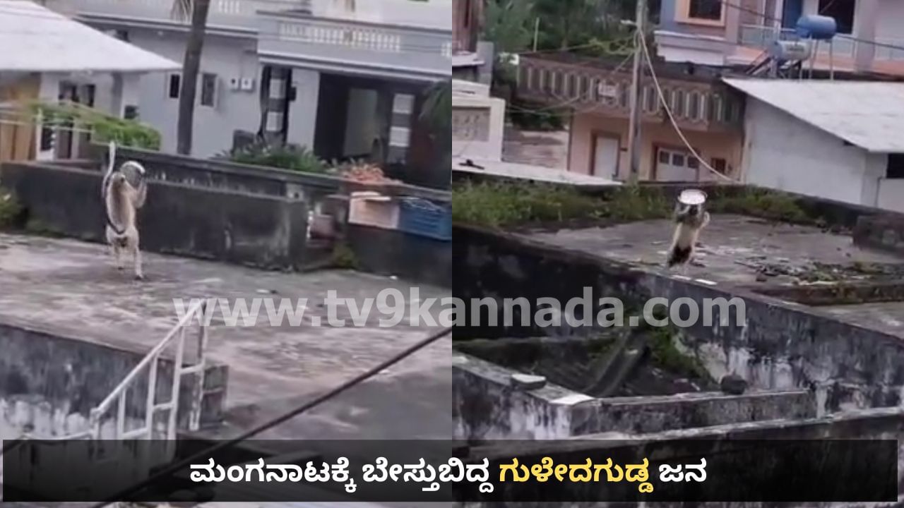 ಗುಳೇದಗುಡ್ಡ ಪಟ್ಟಣದಲ್ಲಿ ಹುಚ್ಚು ಕರಿಮಂಗನ ದಾಳಿ, 30ಕ್ಕೂ ಹೆಚ್ಚು ಜನರಿಗೆ ಗಾಯ