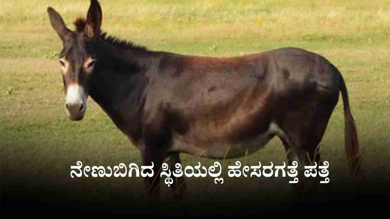 Video: ಒಂದಿಷ್ಟು ಮಾನವೀಯತೆಯೂ ಉಳಿದಿಲ್ವಾ, ನೇಣುಬಿಗಿದ ಸ್ಥಿತಿಯಲ್ಲಿ ಹೇಸರಗತ್ತೆ ಪತ್ತೆ