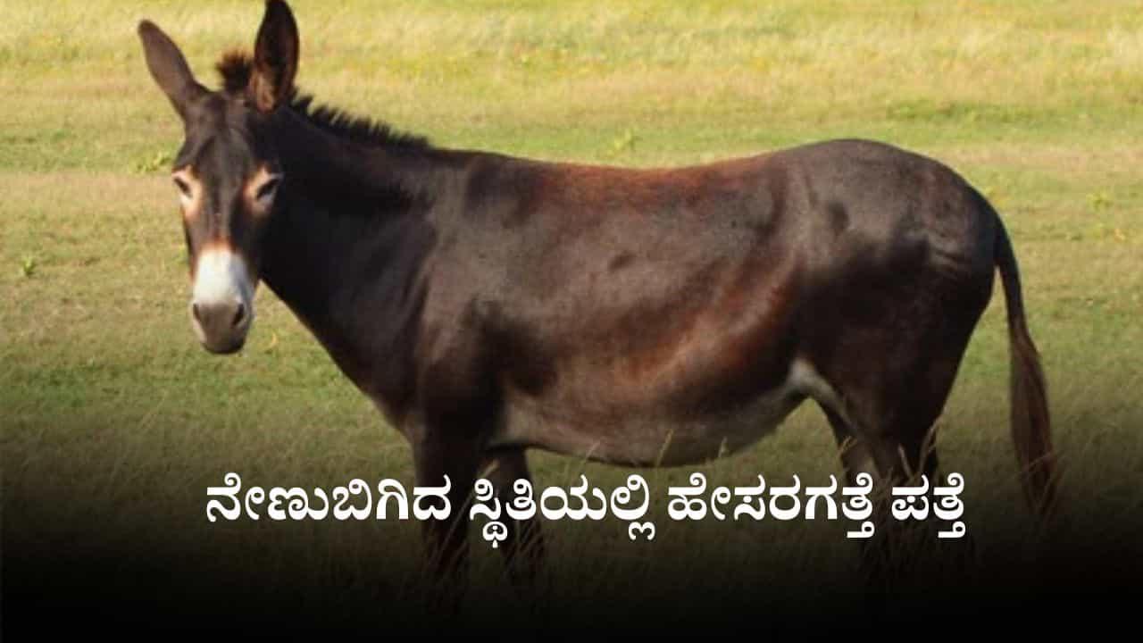 Video: ಒಂದಿಷ್ಟು ಮಾನವೀಯತೆಯೂ ಉಳಿದಿಲ್ವಾ, ನೇಣುಬಿಗಿದ ಸ್ಥಿತಿಯಲ್ಲಿ ಹೇಸರಗತ್ತೆ ಪತ್ತೆ