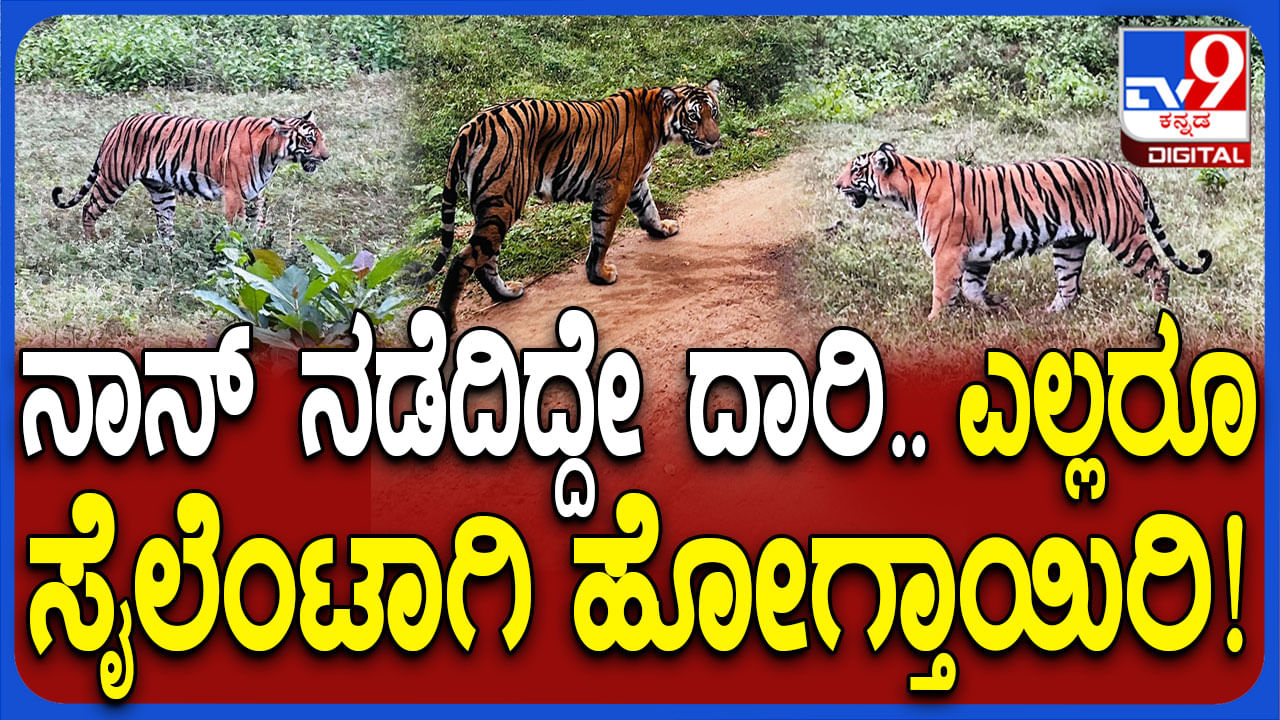 Video: ದಮ್ಮನಕಟ್ಟೆ ಸಫಾರಿ ವೇಳೆ ಪ್ರವಾಸಿಗರ ಮುಂದೆ ಕಾಣಿಸಿಕೊಂಡ ಹುಲಿ, ಪ್ರವಾಸಿಗರು ಫುಲ್​​​ ಖುಷ್