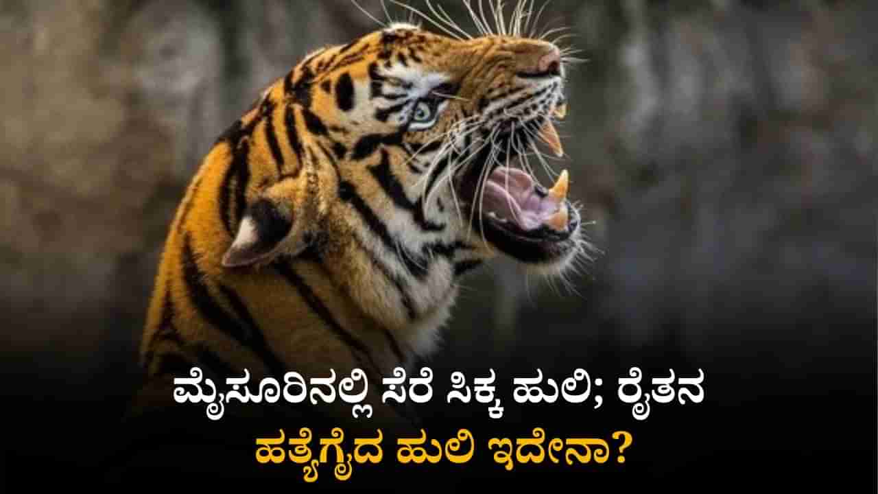ಮೈಸೂರಿನಲ್ಲಿ ಸೆರೆ ಸಿಕ್ಕ ಹುಲಿ; ರೈತನ ಹತ್ಯೆಗೈದ ಹುಲಿ ಇದೇನಾ?