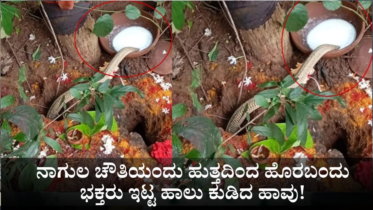 ನಾಗುಲ ಚೌತಿಯಂದು ಹುತ್ತದಿಂದ ಹೊರಬಂದು ಭಕ್ತರು ಇಟ್ಟ ಹಾಲು ಕುಡಿದ ಹಾವು!