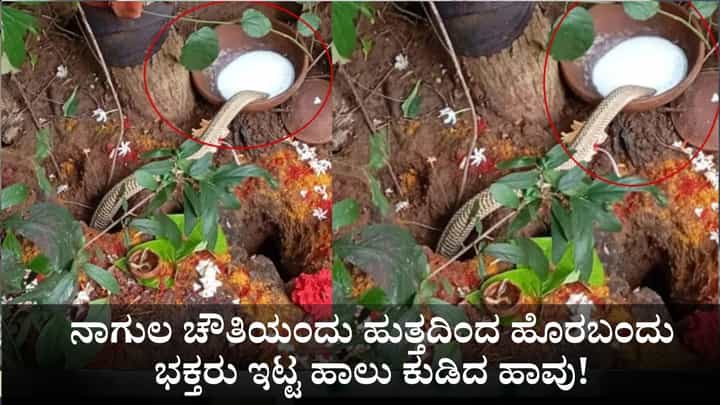 ನಾಗುಲ ಚೌತಿಯಂದು ಹುತ್ತದಿಂದ ಹೊರಬಂದು ಭಕ್ತರು ಇಟ್ಟ ಹಾಲು ಕುಡಿದ ಹಾವು! ನಾಗುಲ ಚೌತಿಯಂದು ಹುತ್ತದಿಂದ ಹೊರಬಂದು ಭಕ್ತರು ಇಟ್ಟ ಹಾಲು ಕುಡಿದ ಹಾವು!