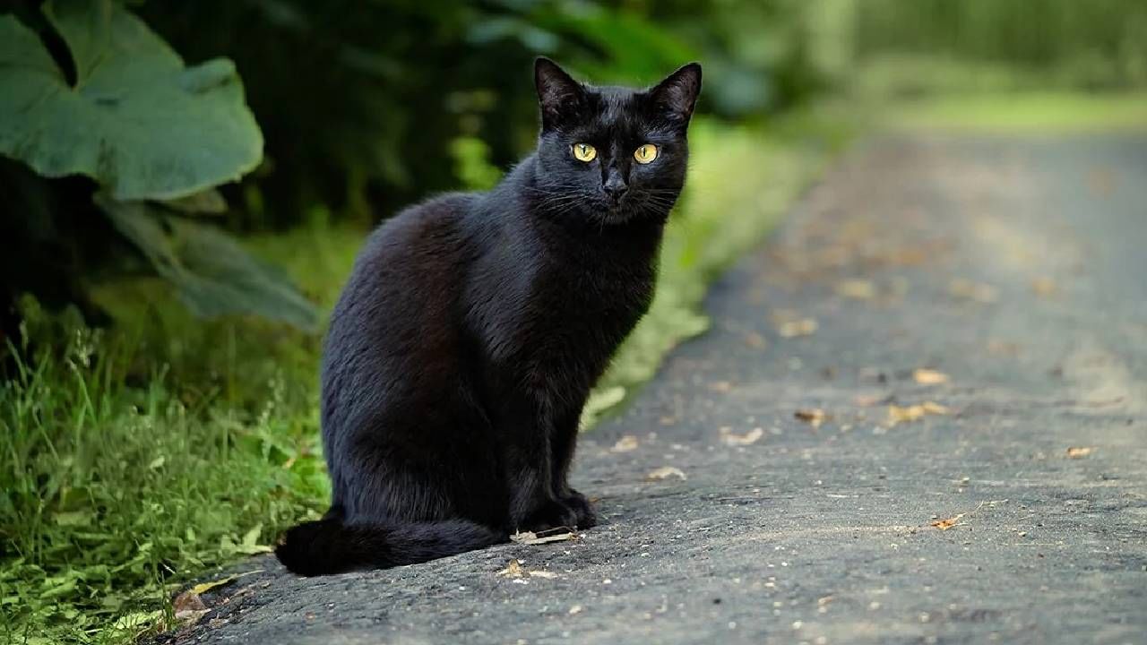 Daily Devotional: ಕನಸಿನಲ್ಲಿ ಅಥವಾ ದಾರಿಯಲ್ಲಿ ಕಪ್ಪು ಬೆಕ್ಕು ಕಂಡರೆ ಏನರ್ಥ? ಜ್ಯೋತಿಷ್ಯ ಸಲಹೆ ಇಲ್ಲಿದೆ