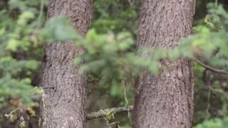 Viral: ರಾತ್ರಿ ಒಂಬತ್ತಾದ್ರೂ ಮುಗಿಯದ ವರ್ಕ್, ಮಹಿಳೆಯ ಕೆಲಸ ನೋಡಿ ಅಚ್ಚರಿಪಟ್ಟ ವ್ಲಾಗರ್