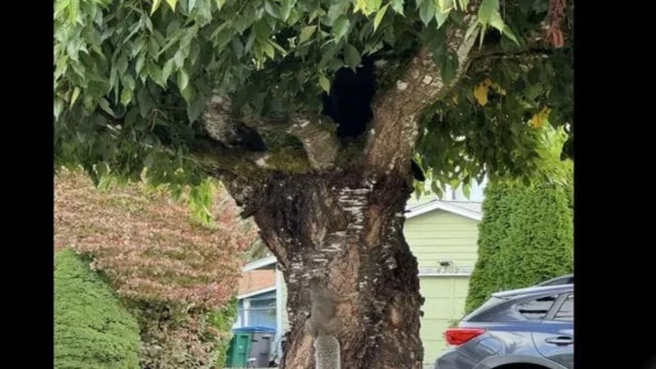 Optical Illusion: ಮರದಲ್ಲಿ ಅಡಗಿ ಕುಳಿತಿದೆ ಮುದ್ದಾದ ಬೆಕ್ಕು, 7 ಸೆಕೆಂಡುಗಳಲ್ಲಿ ಗುರುತಿಸಿ