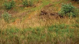 Viral: ಬೆಂಗಳೂರಿನಲ್ಲಿ ವಿದೇಶಿ ಉದ್ಯಮಿ ಮೇಲೆ ನಾಯಿ ದಾಳಿ, ಬೆಡ್ ಮೇಲೆ ಮಲಗಿ ಶ್ವಾನಗಳನ್ನು ಪ್ರೀತಿಸುವೆ ಎಂದು ವ್ಯಂಗ್ಯ ಪೋಸ್ಟ್