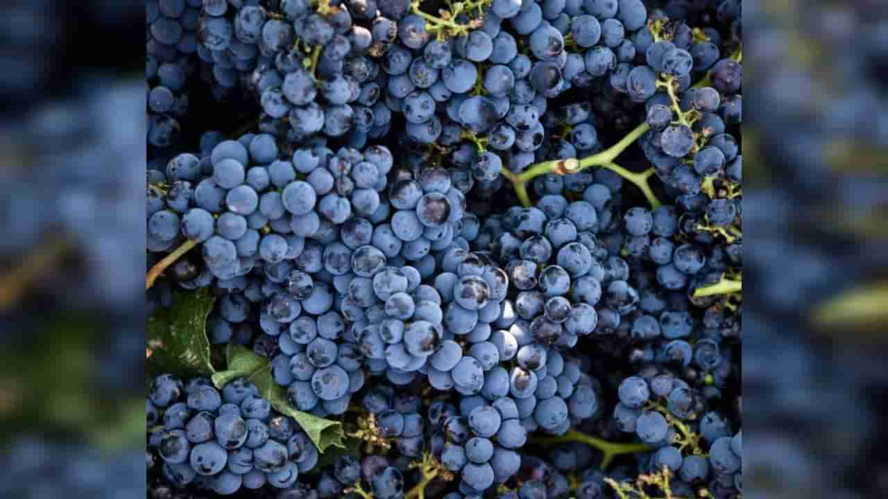 Optical Illusion: ದ್ರಾಕ್ಷಿ ರಾಶಿಗಳ ಮಧ್ಯೆ ಮರೆಯಾಗಿರುವ ಬೆಕ್ಕನ್ನು ಕಂಡುಹಿಡಿಯಲು ನಿಮ್ಮಿಂದ ಸಾಧ್ಯವೆ?