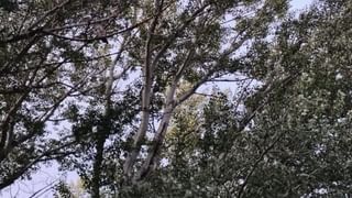 Viral: ಕ್ಯಾಬ್‌ನಲ್ಲಿದ್ದ ವಿಶೇಷ ಸಹಪ್ರಯಾಣಿಕನ ಜತೆಗೆ ಸೆಲ್ಫಿ ಕ್ಲಿಕಿಸಿಕೊಂಡ ಪ್ರಯಾಣಿಕ, ವೈರಲ್ ಆಯ್ತು ಪೋಸ್ಟ್