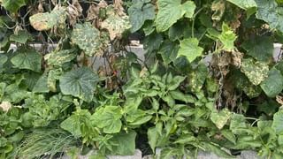 ಕೂದಲು ಉದುರುವ ಸಮಸ್ಯೆ: ಪರಿಣಾಮಕಾರಿ ಆಹಾರ ಮತ್ತು ನೈಸರ್ಗಿಕ ಪರಿಹಾರಗಳು