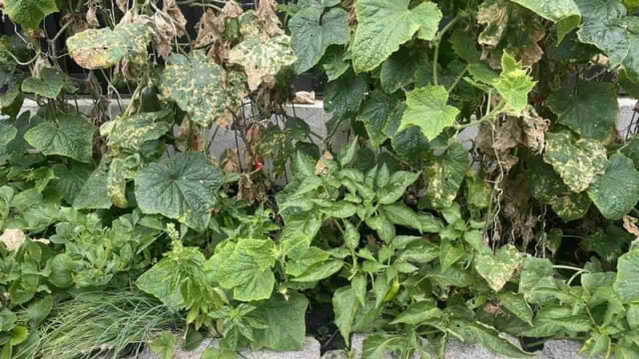 Optical Illusion: ತರಕಾರಿ ಗಿಡಗಳ ಮಧ್ಯೆ ಮರೆಯಾಗಿರುವ ಬೆಕ್ಕನ್ನು ಕಂಡುಹಿಡಿಯಿರಿ ನೋಡೋಣ