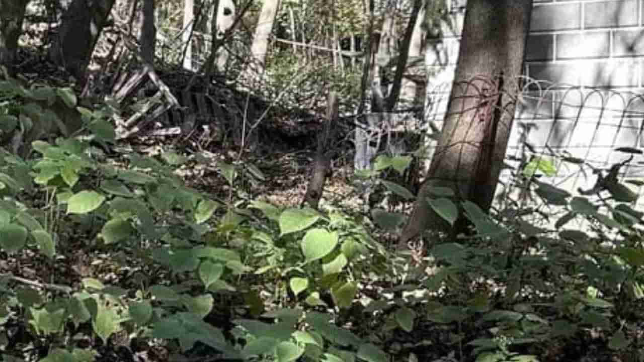 Optical Illusion: ಈ ಚಿತ್ರದಲ್ಲಿ ಅಡಗಿರುವ ಜಿಂಕೆಯನ್ನು ಕಂಡುಹಿಡಿಯಿರಿ