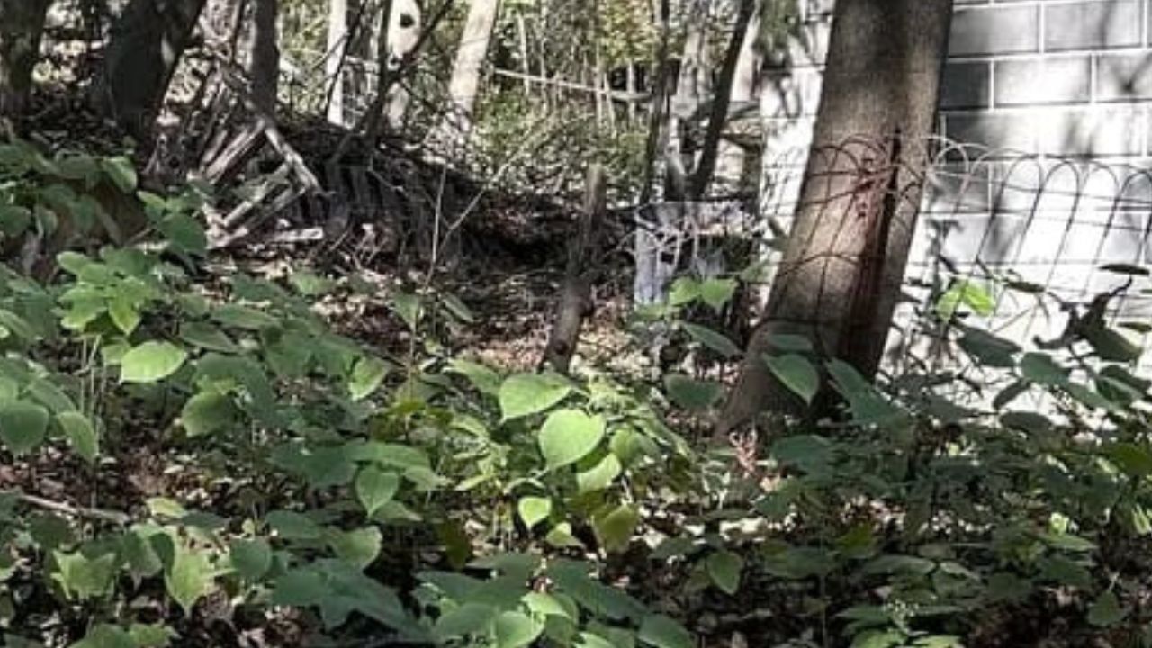 Optical Illusion: ಈ ಚಿತ್ರದಲ್ಲಿ ಅಡಗಿರುವ ಜಿಂಕೆಯನ್ನು ಕಂಡುಹಿಡಿಯಿರಿ