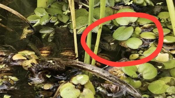 Optical Illusion Answer