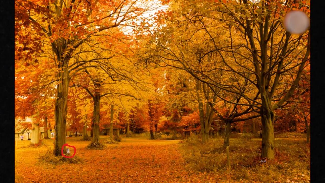 Optical Illusion Answer