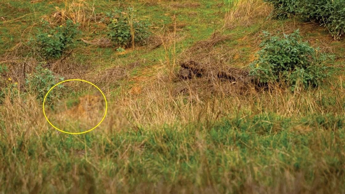 Optical Illusion Answer