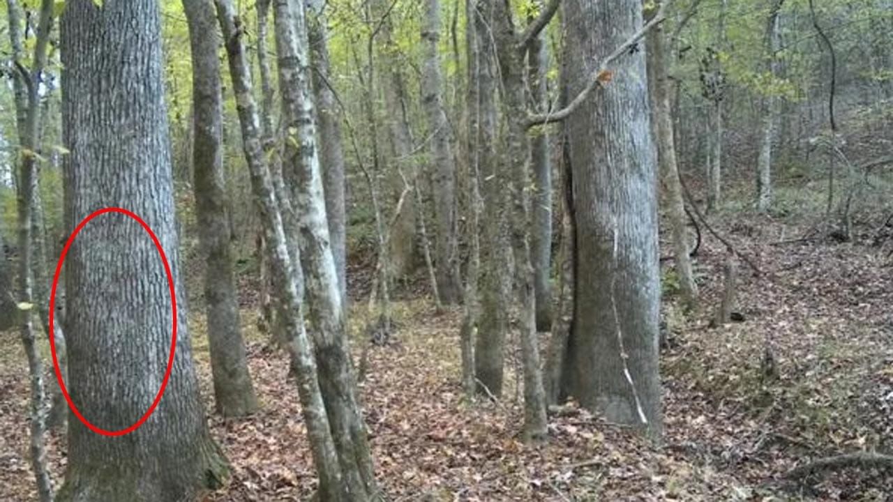 Optical Illusion Answer