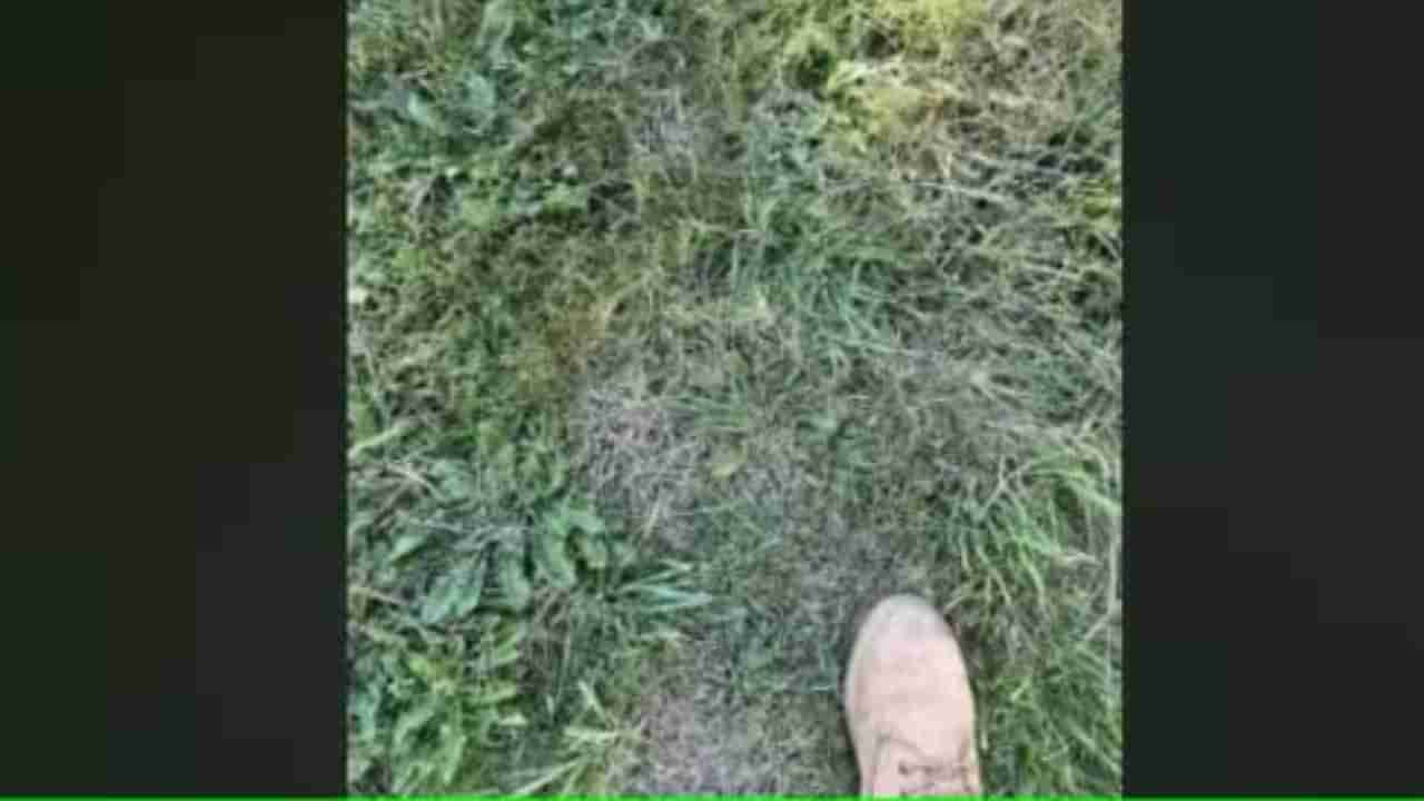 Optical Illusion: ಹುಲ್ಲಿನ ನಡುವೆ ಅಡಗಿರುವ ಕಪ್ಪೆಯನ್ನು ಕಂಡುಹಿಡಿಯಿರಿ