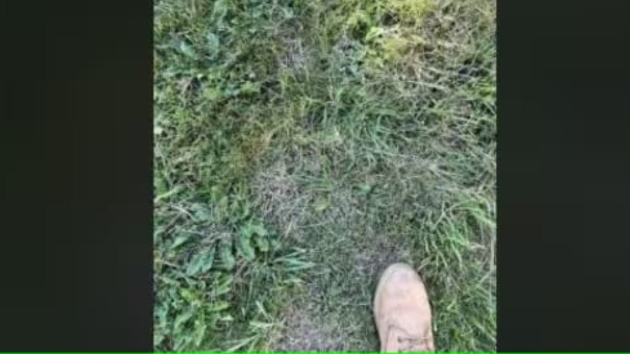 Optical Illusion: ಹುಲ್ಲಿನ ನಡುವೆ ಅಡಗಿರುವ ಕಪ್ಪೆಯನ್ನು ಕಂಡುಹಿಡಿಯಿರಿ Optical Illusion: ಹುಲ್ಲಿನ ನಡುವೆ ಅಡಗಿರುವ ಕಪ್ಪೆಯನ್ನು ಕಂಡುಹಿಡಿಯಿರಿ