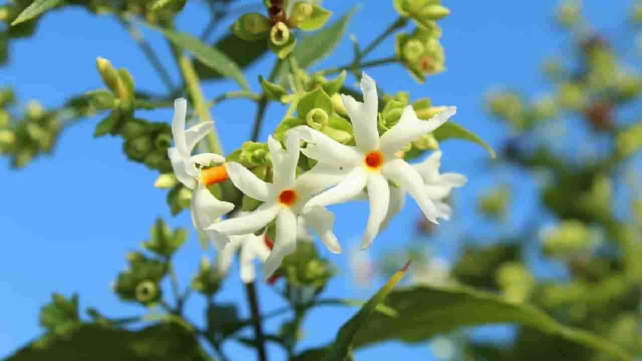 Parijatha Plant: ಪಾರಿಜಾತ ಸಸ್ಯವನ್ನು ಯಾವ ದಿನ ನೆಡುವುದು ಶುಭ; ಇದರ ಧಾರ್ಮಿಕ ಮಹತ್ವ ತಿಳಿಯಿರಿ