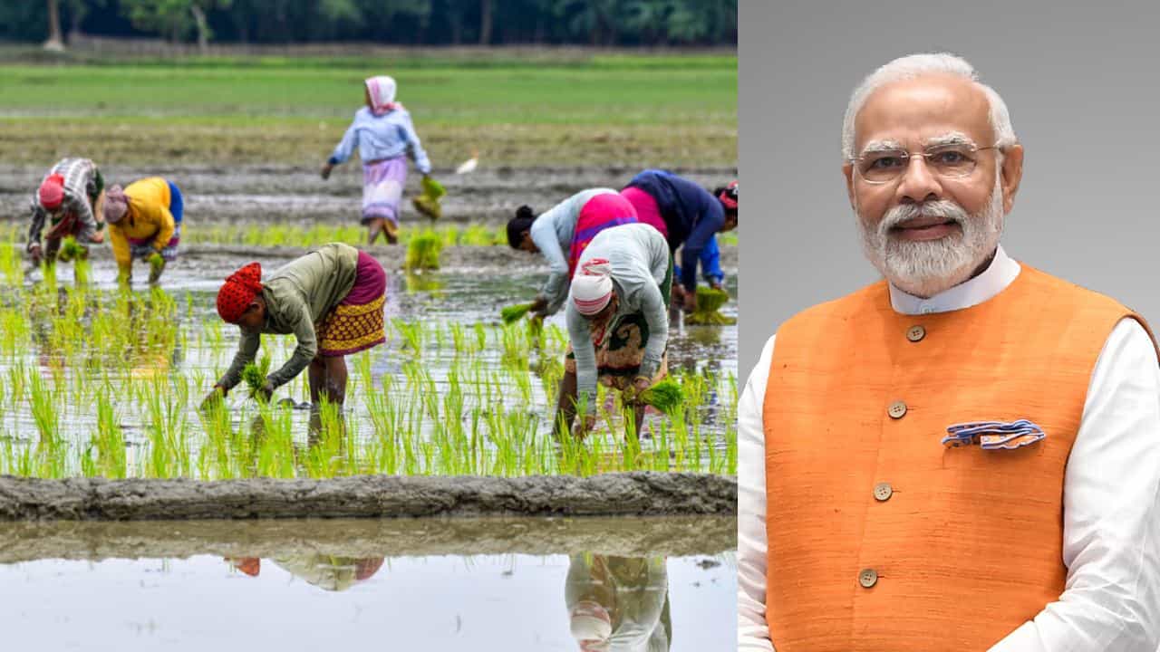 PMDDK Yojana: ಹಾವೇರಿ ಮತ್ತು ಗದಗದಲ್ಲಿ ಪಿಎಂಡಿಡಿಕೆವೈ ಅನುಷ್ಠಾನ; ಯೋಜನೆಗೆ ಚಾಲನೆ ನೀಡಲಿರುವ ಮೋದಿ PMDDK Yojana: ಹಾವೇರಿ ಮತ್ತು ಗದಗದಲ್ಲಿ ಪಿಎಂಡಿಡಿಕೆವೈ ಅನುಷ್ಠಾನ; ಯೋಜನೆಗೆ ಚಾಲನೆ ನೀಡಲಿರುವ ಮೋದಿ