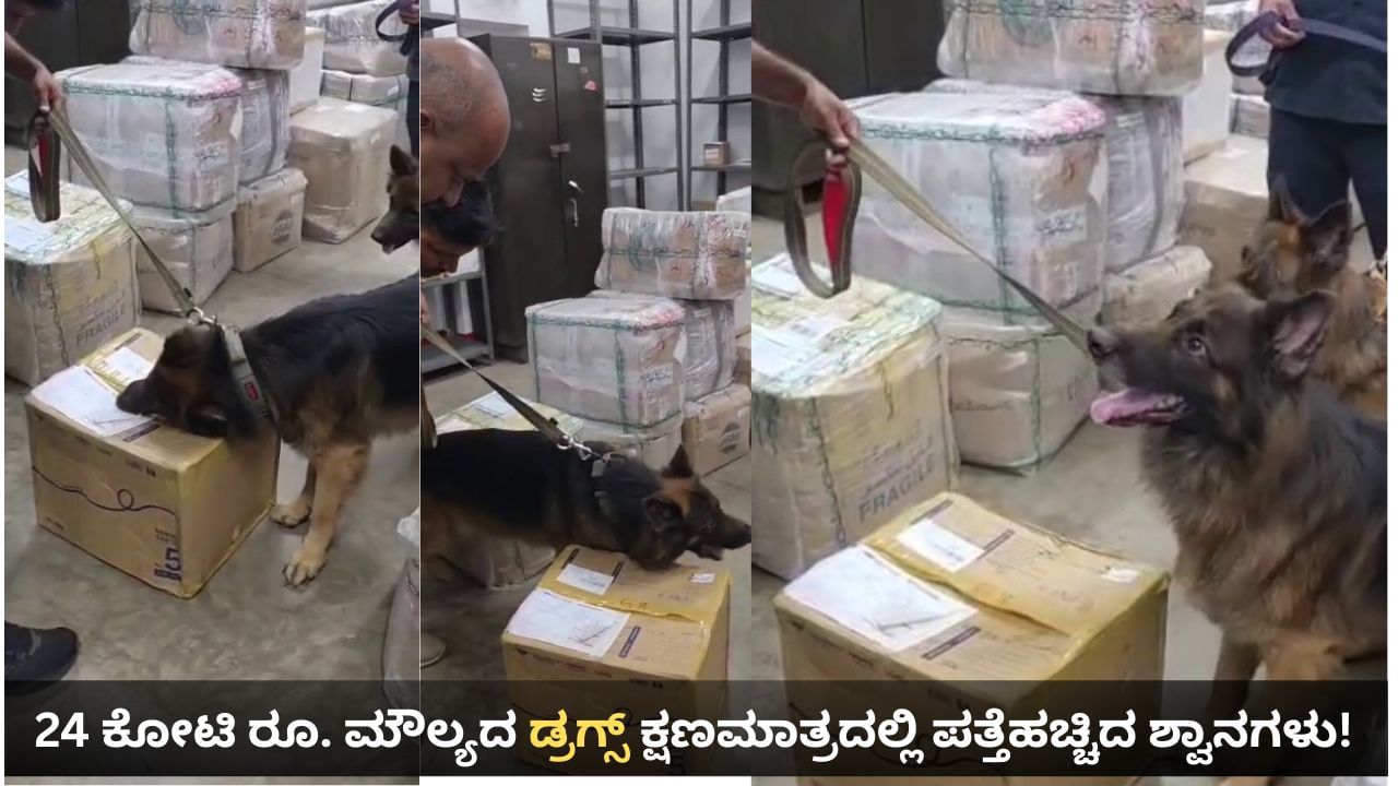 ಬೆಂಗಳೂರು: ಕೇವಲ ನಾಲ್ಕು ನಿಮಿಷದಲ್ಲಿ 24 ಕೋಟಿ ರೂ. ಮೌಲ್ಯದ ಡ್ರಗ್ಸ್ ಪತ್ತೆ ಮಾಡಿದ ಶ್ವಾನಗಳು!