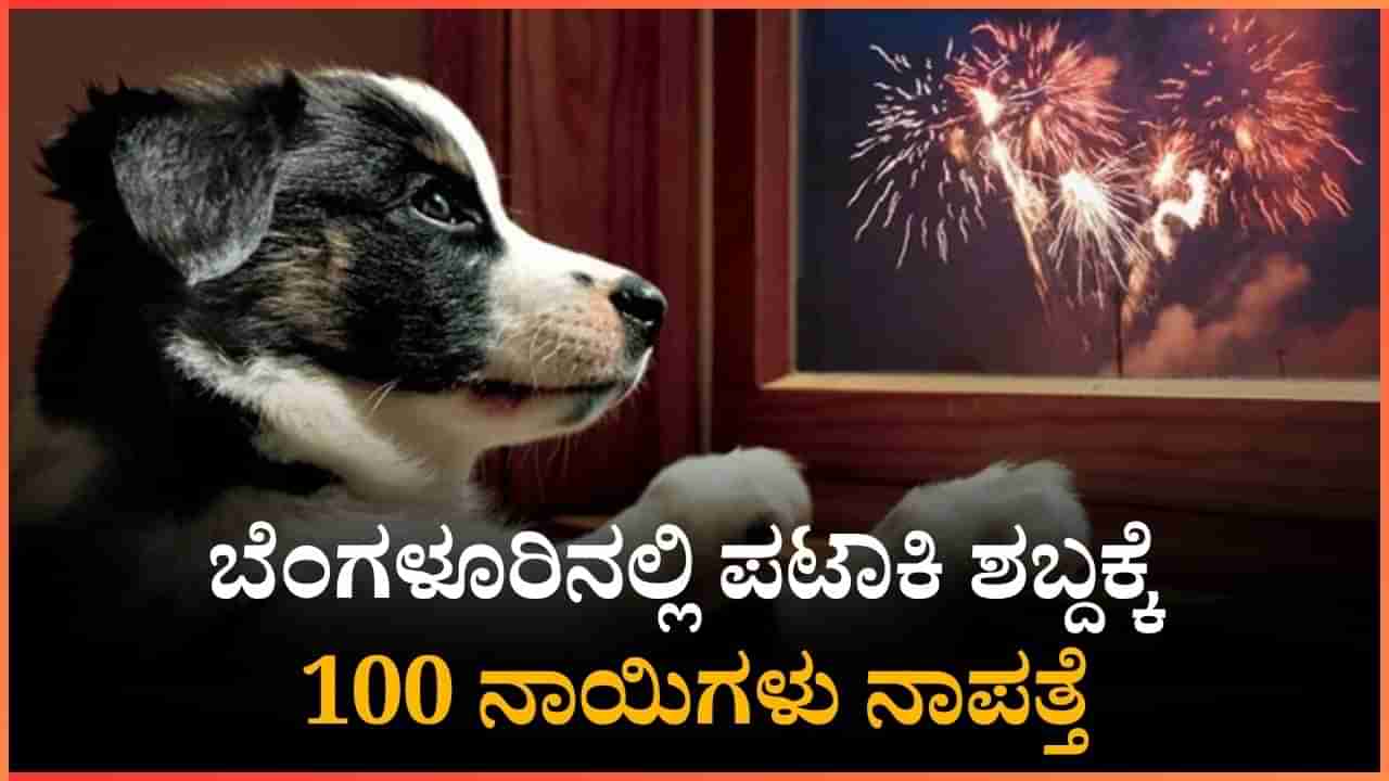 ಬೆಂಗಳೂರಿನಲ್ಲಿ ಪಟಾಕಿ ಶಬ್ದಕ್ಕೆ 100 ನಾಯಿಗಳು ನಾಪತ್ತೆ