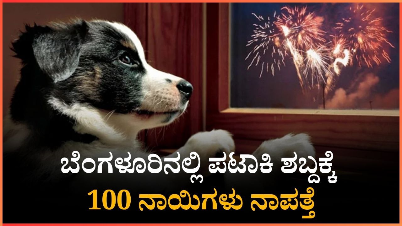 ಬೆಂಗಳೂರಿನಲ್ಲಿ ಪಟಾಕಿ ಶಬ್ದಕ್ಕೆ 100 ನಾಯಿಗಳು ನಾಪತ್ತೆ