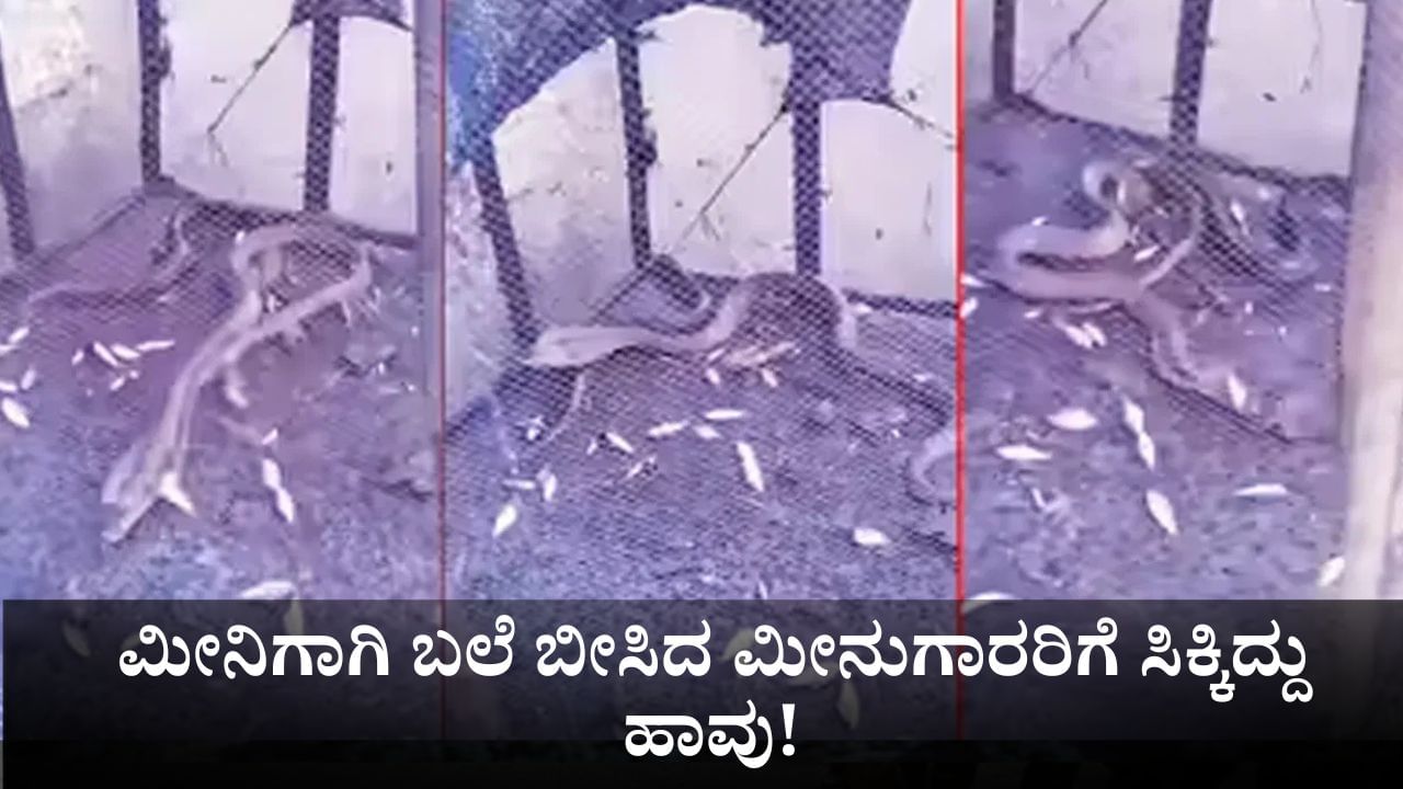 ಮೀನಿಗಾಗಿ ಬಲೆ ಬೀಸಿದ ಮೀನುಗಾರರಿಗೆ ಸಿಕ್ಕಿದ್ದು ಹಾವು! ಮೀನಿಗಾಗಿ ಬಲೆ ಬೀಸಿದ ಮೀನುಗಾರರಿಗೆ ಸಿಕ್ಕಿದ್ದು ಹಾವು!