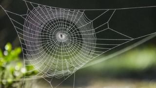 Vasthu Tips: ಮನೆಯಲ್ಲಿ ಜೇಡ ಬಲೆ ಕಟ್ಟುವುದು ಶುಭವೋ , ಅಶುಭವೋ? ವಾಸ್ತು ಸಲಹೆ ಇಲ್ಲಿದೆ