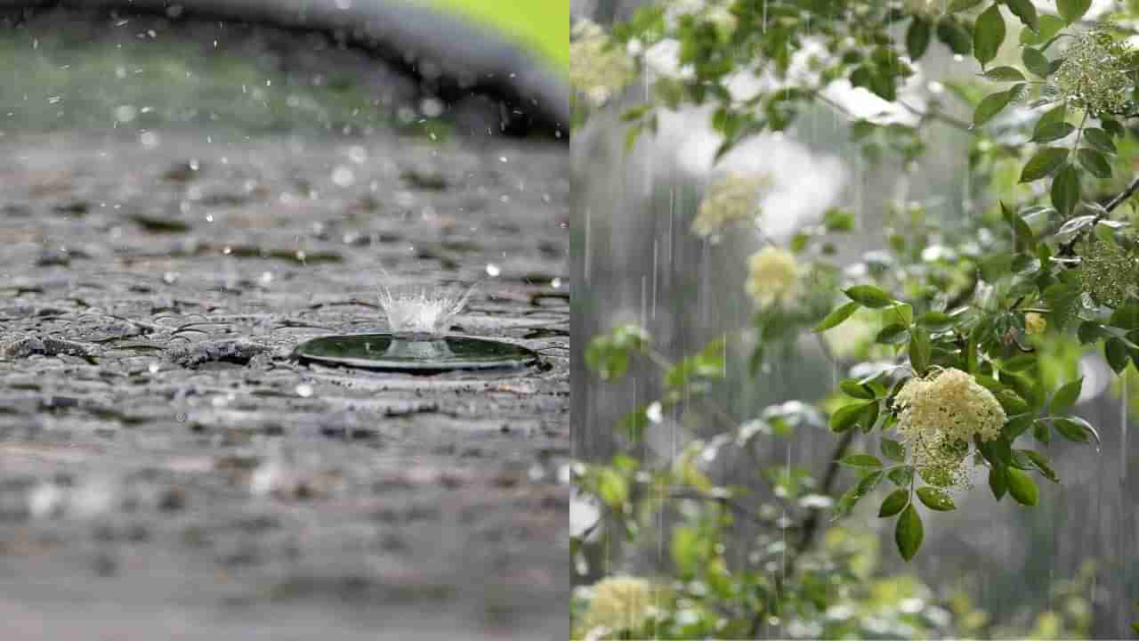 ಸ್ವಾತಿ ಮಳೆಯ ನೀರು ಎಷ್ಟು ಪ್ರಯೋಜನಕಾರಿ ಎಂದು ತಿಳಿದರೆ ನೀವು ಕೂಡ ಪಾತ್ರೆ ಹಿಡಿದು ಶೇಖರಿಸುತ್ತೀರಿ!