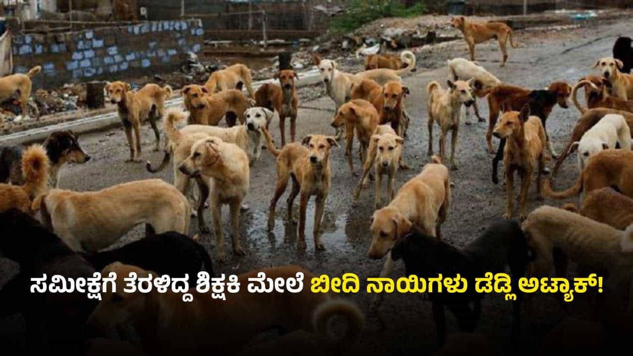 ಹಾಸನ: ಸಮೀಕ್ಷೆಗೆ ತೆರಳಿದ್ದ ಶಿಕ್ಷಕಿ ಮೇಲೆರಗಿದ 10ಕ್ಕೂ ಹೆಚ್ಚು ನಾಯಿಗಳು, ರಕ್ಷಣೆಗೆ ಬಂದವರ ಮೇಲೂ ದಾಳಿ
