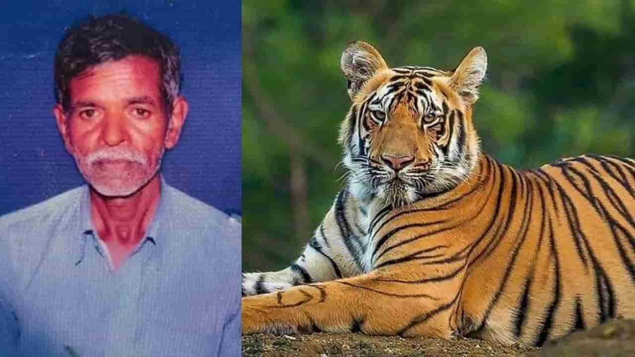 ಮೈಸೂರಿನ ಸರಗೂರಲ್ಲಿ ನಿಲ್ಲದ ವ್ಯಾಘ್ರನ ಆರ್ಭಟ: ಹುಲಿ ದಾಳಿಗೆ ದನಗಾಹಿ ಸಾವು