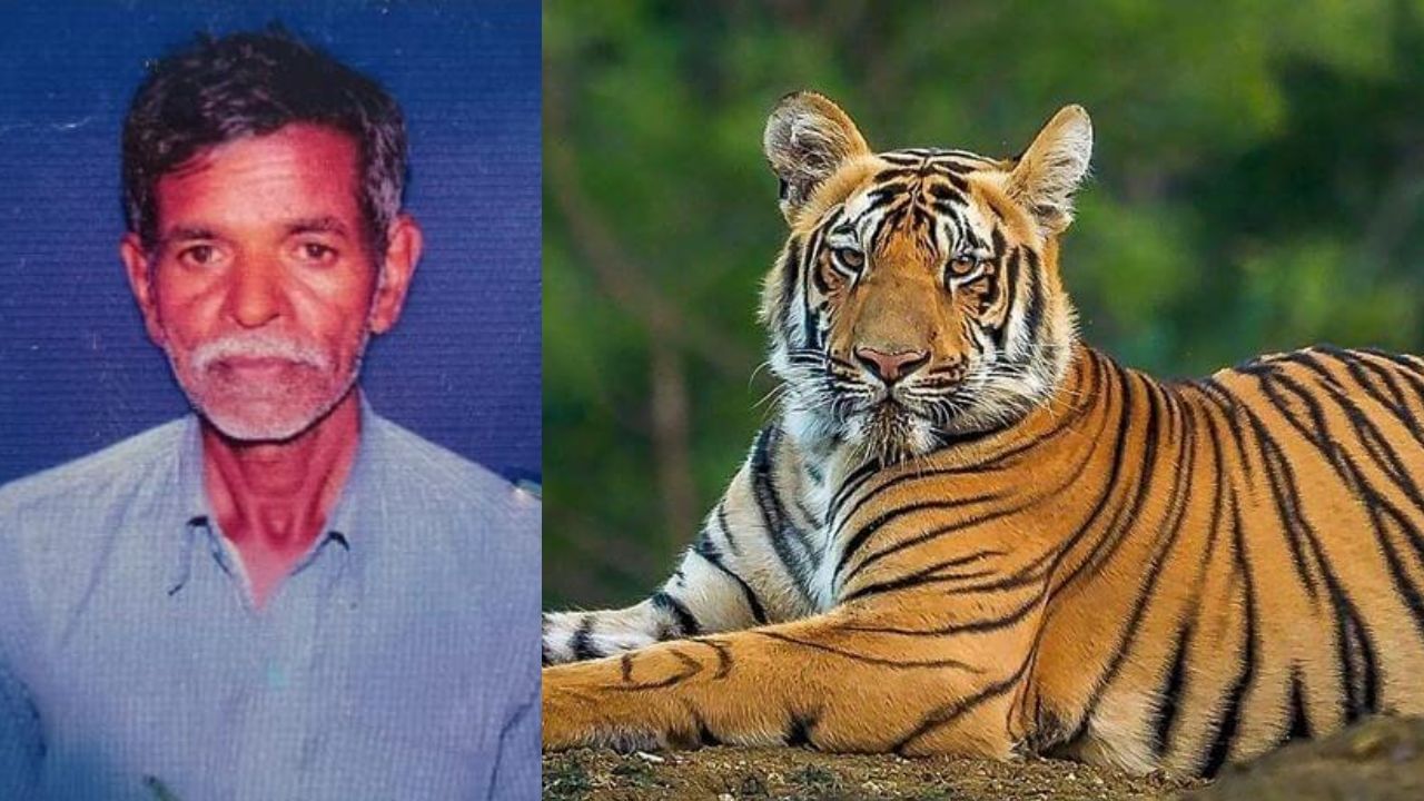 ಮೈಸೂರಿನ ಸರಗೂರಲ್ಲಿ ನಿಲ್ಲದ ವ್ಯಾಘ್ರನ ಆರ್ಭಟ: ಹುಲಿ ದಾಳಿಗೆ ದನಗಾಹಿ ಸಾವು