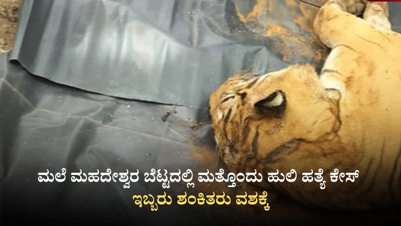 ಮಲೆಮಹದೇಶ್ವರ ಬೆಟ್ಟದಲ್ಲಿ ಮತ್ತೊಂದು ಹುಲಿ ಹತ್ಯೆ ಕೇಸ್​: ಇಬ್ಬರು ಶಂಕಿತರು ವಶಕ್ಕೆ