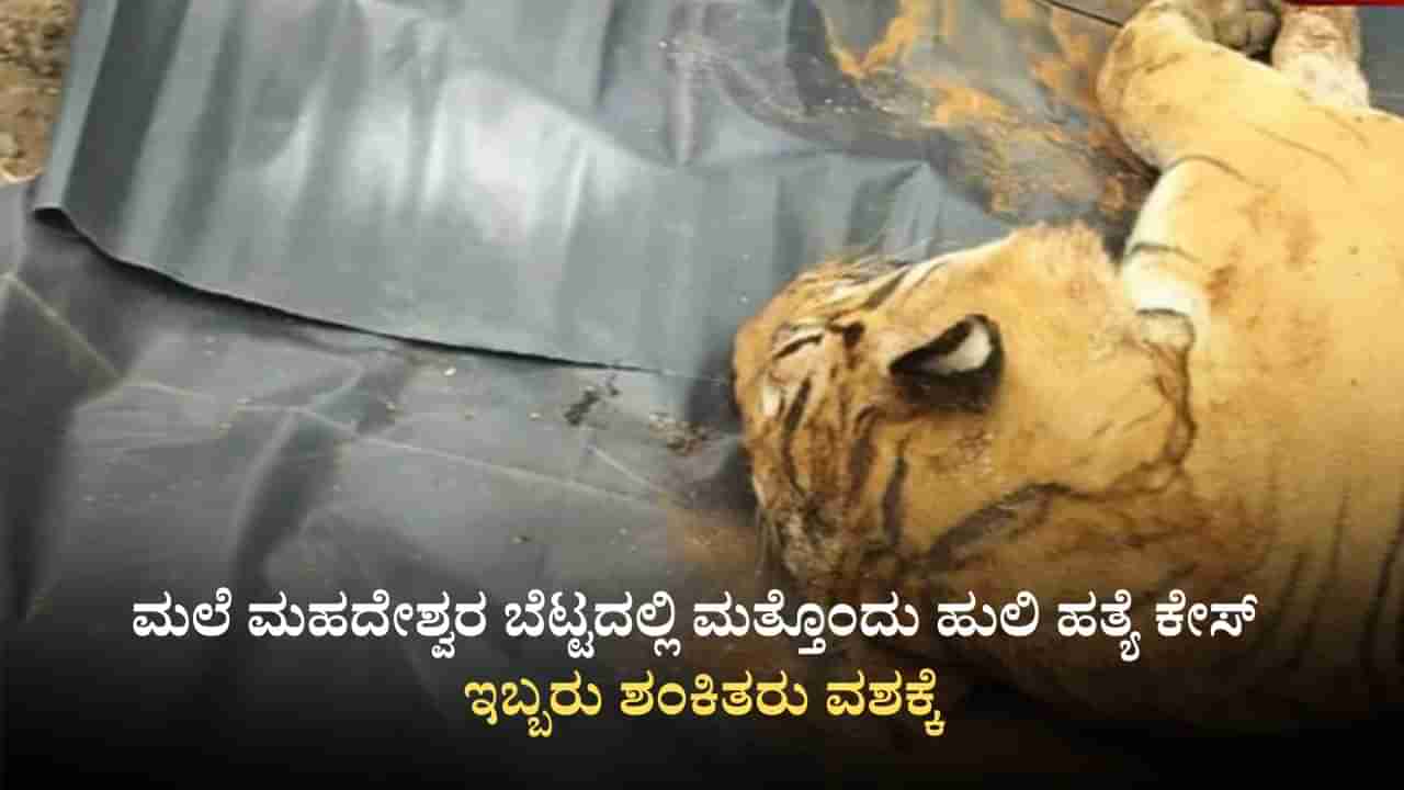 ಮಲೆಮಹದೇಶ್ವರ ಬೆಟ್ಟದಲ್ಲಿ ಮತ್ತೊಂದು ಹುಲಿ ಹತ್ಯೆ ಕೇಸ್: ಇಬ್ಬರು ಶಂಕಿತರು ವಶಕ್ಕೆ