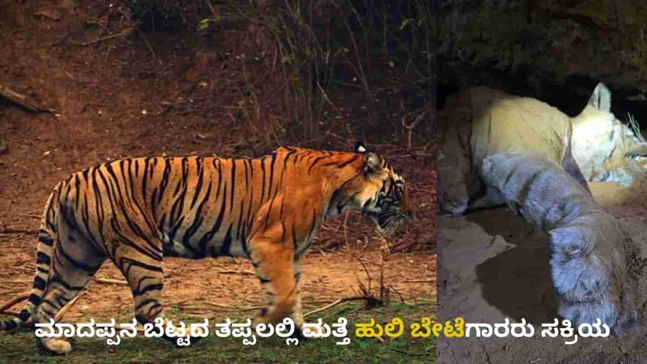 ಐದಕ್ಕೂ ಹೆಚ್ಚು ಹುಲಿಗಳು ಸಾವನ್ನಪ್ಪಿದ್ದ ಮಲೆಮಹದೇಶ್ವರ ಅರಣ್ಯ ವ್ಯಾಪ್ತಿಯಲ್ಲಿ ಮತ್ತೆ ಹುಲಿ ಕಳೇಬರ ಪತ್ತೆ