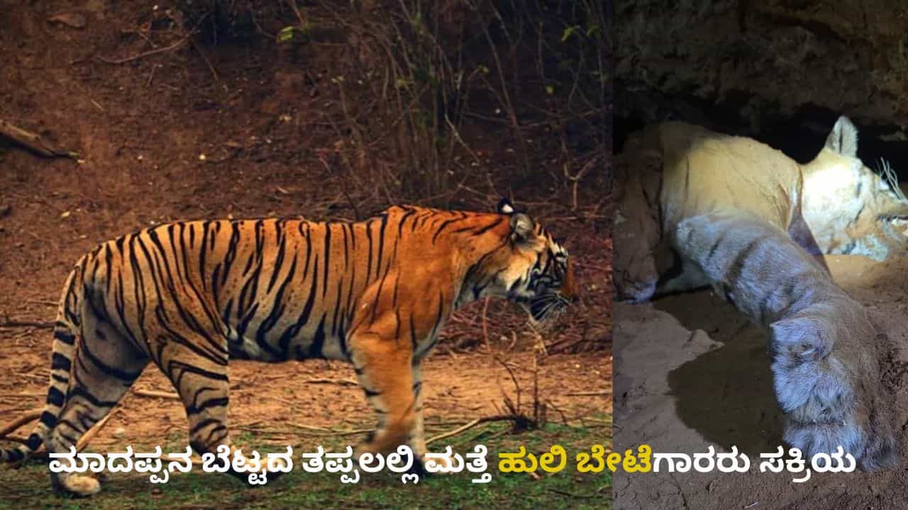 ಐದಕ್ಕೂ ಹೆಚ್ಚು ಹುಲಿಗಳು ಸಾವನ್ನಪ್ಪಿದ್ದ ಮಲೆಮಹದೇಶ್ವರ ಅರಣ್ಯ ವ್ಯಾಪ್ತಿಯಲ್ಲಿ ಮತ್ತೆ ಹುಲಿ ಕಳೇಬರ ಪತ್ತೆ ಐದಕ್ಕೂ ಹೆಚ್ಚು ಹುಲಿಗಳು ಸಾವನ್ನಪ್ಪಿದ್ದ ಮಲೆಮಹದೇಶ್ವರ ಅರಣ್ಯ ವ್ಯಾಪ್ತಿಯಲ್ಲಿ ಮತ್ತೆ ಹುಲಿ ಕಳೇಬರ ಪತ್ತೆ