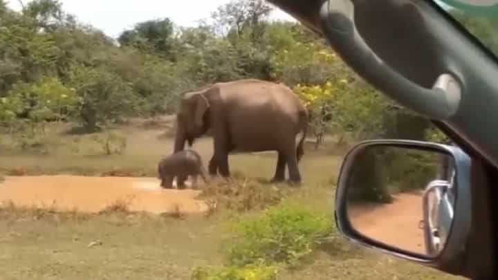 Video: ಕೊಳದಿಂದ ಮೊಸಳೆಯನ್ನು ಎತ್ತಿ ಬಿಸಾಕಿದ ಆನೆ; ವಿಡಿಯೋ ನೋಡಿ Video: ಕೊಳದಿಂದ ಮೊಸಳೆಯನ್ನು ಎತ್ತಿ ಬಿಸಾಕಿದ ಆನೆ; ವಿಡಿಯೋ ನೋಡಿ