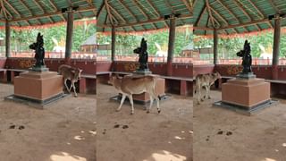 Viral: ಬೆಂಗಳೂರಿನಲ್ಲಿ ವಿದೇಶಿ ಉದ್ಯಮಿ ಮೇಲೆ ನಾಯಿ ದಾಳಿ, ಬೆಡ್ ಮೇಲೆ ಮಲಗಿ ಶ್ವಾನಗಳನ್ನು ಪ್ರೀತಿಸುವೆ ಎಂದು ವ್ಯಂಗ್ಯ ಪೋಸ್ಟ್