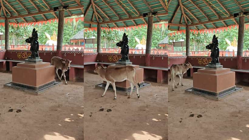 Video: ಕಣ್ಣಿಲ್ಲದ ಈ ಕರುವಿಗೆ ಗೋಪಾಲಕ ಕೃಷ್ಣನೆಂದರೆ ಎಷ್ಟು ಇಷ್ಟ ನೋಡಿ