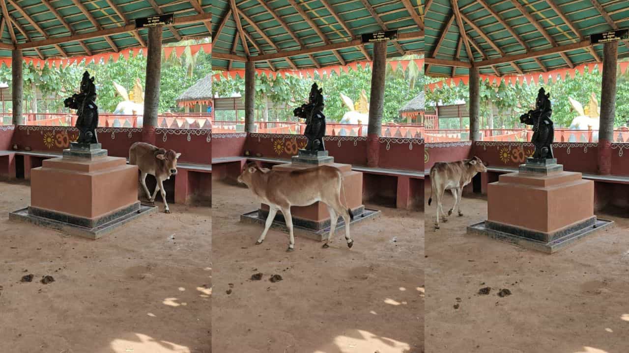 Video: ಕಣ್ಣಿಲ್ಲದ ಈ ಕರುವಿಗೆ ಗೋಪಾಲಕ ಕೃಷ್ಣನೆಂದರೆ ಎಷ್ಟು ಇಷ್ಟ ನೋಡಿ