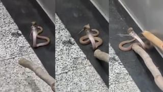 Optical Illusion: ಈ ಚಿತ್ರದಲ್ಲಿ ಅಡಗಿರುವ ಹಾವನ್ನು 10 ಸೆಕೆಂಡುಗಳಲ್ಲಿ ಕಂಡುಹಿಡಿಯಿರಿ