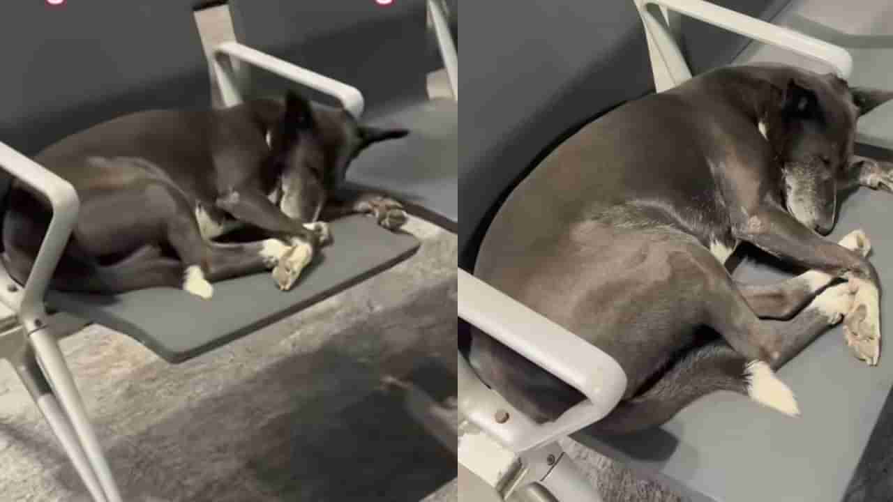 Video: ಚಿಂತೆಯಿಲ್ಲದವನಿಗೆ ಸಂತೆಯಲ್ಲೂ ನಿದ್ದೆ; ಬೆಂಗಳೂರು ಏರ್‌ಪೋರ್ಟ್‌ನ ಪ್ರಯಾಣಿಕರ ಸೀಟಿನಲ್ಲೇ ನಿದ್ರೆಗೆ ಜಾರಿದ ಶ್ವಾನ