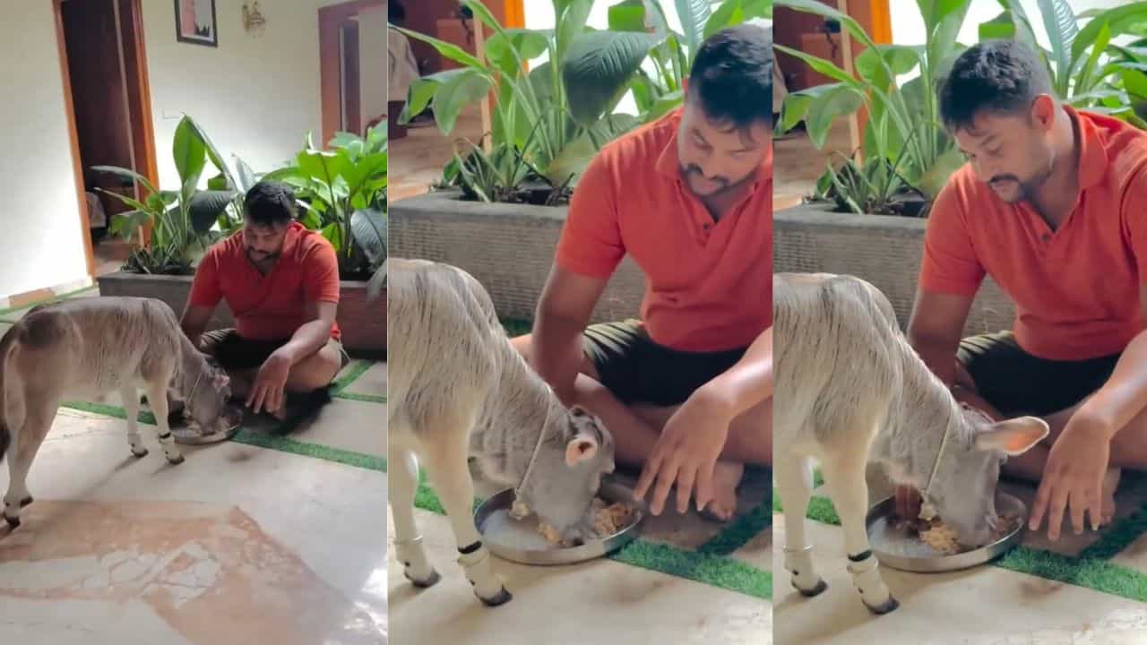 Video: ಶೇರಿಂಗ್ ಇಸ್ ಕೇರಿಂಗ್; ಒಂದೇ ತಟ್ಟೆಯಲ್ಲಿ ಪುಂಗನೂರು ಕರುವಿನೊಂದಿಗೆ ಊಟ ಮಾಡಿದ ಮಾಲೀಕ