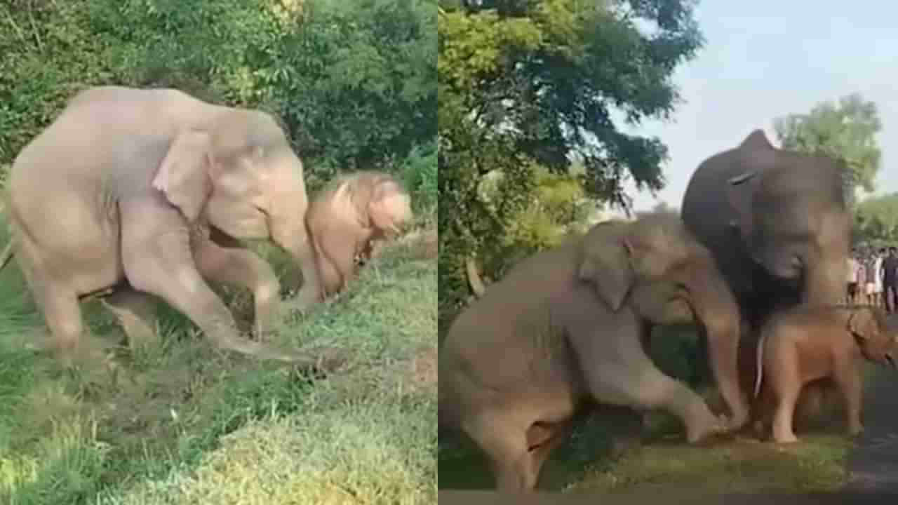 Video: ಜೋಪಾನವಾಗಿ ಕಂದಮ್ಮನನ್ನು ರಸ್ತೆ ಹತ್ತಿಸಿದ ತಾಯಾನೆ, ಮುದ್ದಾದ ದೃಶ್ಯ ವೈರಲ್