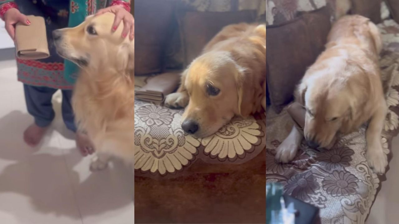 Video: ಮಾತಿಗೆ ತಪ್ಪದೇ ಮನೆಮಾಲಕಿಯ ಪರ್ಸ್‌ನ್ನು ಕಾಯ್ದ ಮುದ್ದಿನ ಶ್ವಾನ