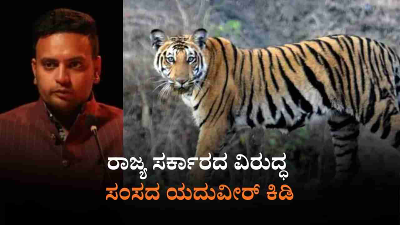 ಒಂದೇ ವರ್ಷದಲ್ಲಿ 6 ಹುಲಿಗಳ ಸಾವು: ರಾಜ್ಯ ಸರ್ಕಾರದ ವಿರುದ್ಧ ಸಂಸದ ಯದುವೀರ್ ಕಿಡಿ